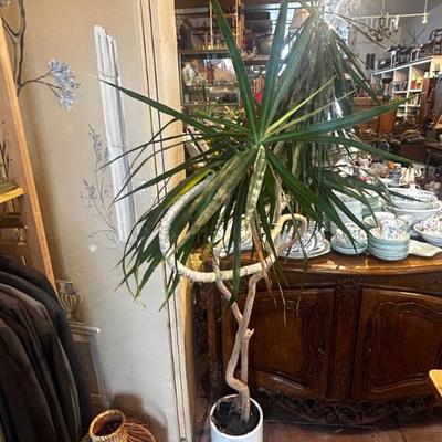 Large Dracaena 