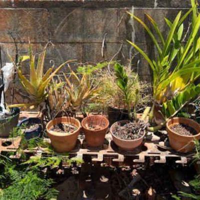 WWW178- Mystery Garden Lot