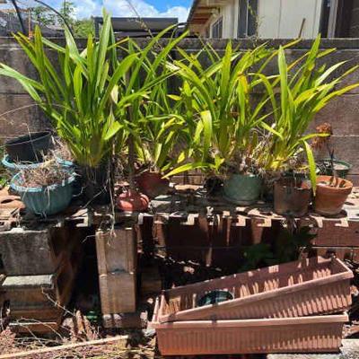 WWW182- Mystery Garden Lot