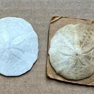 TWO Sand Dollars
