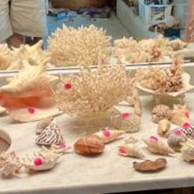 Sea shells