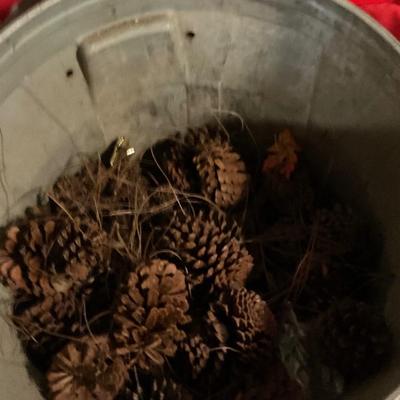 Pine cones