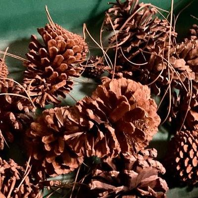 Pine cones for crafts, decoration