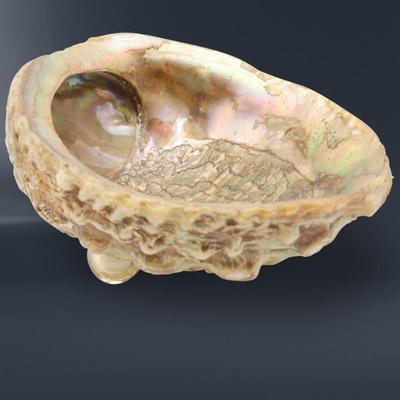Footed Abalone Shell Dish