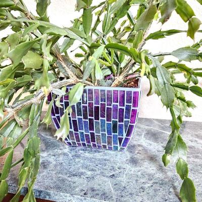 Lot #56 - Colorful Glass Tile Mosaic Squared Vase with a Healthy Christmas Cactus that Blooms Regularly