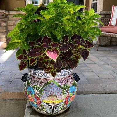 Colorful Ceramic Planter with Vibrant Plant