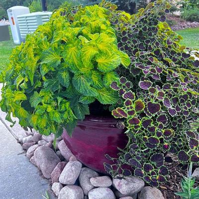 Beautiful red ceramic pot with a mix of lush green plants 