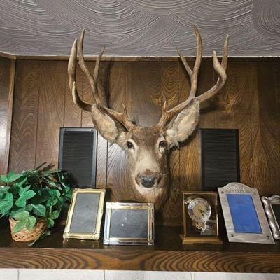 Stag Head