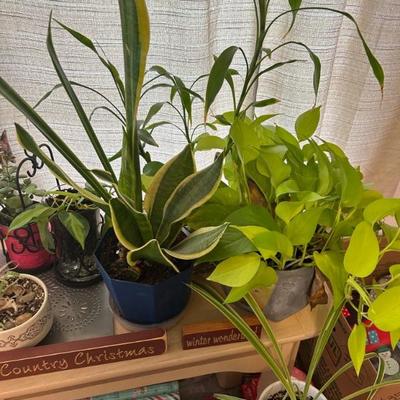Plants
