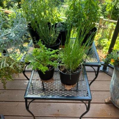 6 Potted Herbs (Spearmint, Chives, Rosemary) + 2 Metal Tables	