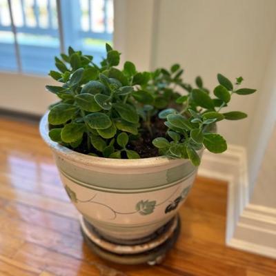 inside plant and vase