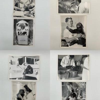 8 NASA Photos of Chimpanzee "Ham" - Mercury-Redstone Orbit Fame