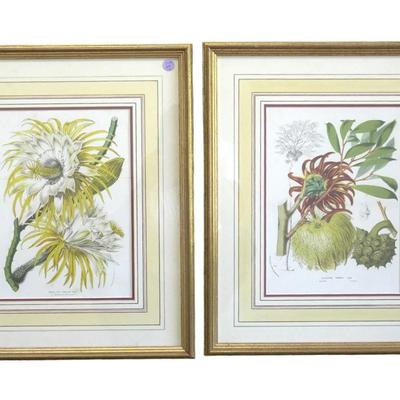 Pair of Professionally Framed and Double Matted Botanical Offset Lithographs published in Horto Van Houtteano a lavish Belgian periodical...