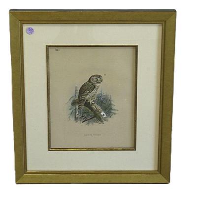 Antique 19th c Hand Colored Lithograph "Glaucidium Passerinum" Pygmy Owl. From the book "A History of Birds of...