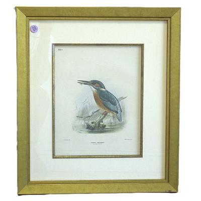 Antique 19th c Hand Colored Lithograph Kingfisher From the book "A History of Birds of Europe", published 1871-1881 by Henry...