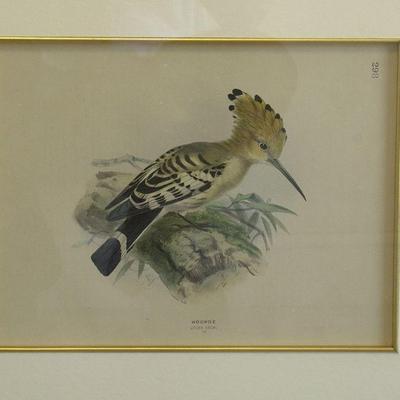 19TH C HAND COLORED LITHOGRAPH KINGFISHER