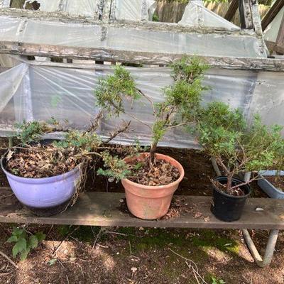 Starter Bonsai Trees $50/each