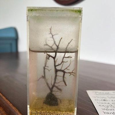 KKF038- Self Sustained Micro Ecosystem Living Zooplankton 