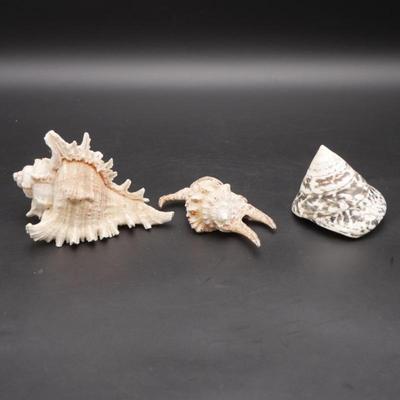 Lot of 3 Sea Shells