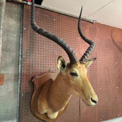 Long Horned Antelope Shoulder Mount Taxidermy #2	