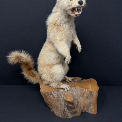 Naturalistic Taxidermy: White Ferret Mounted on Log	
