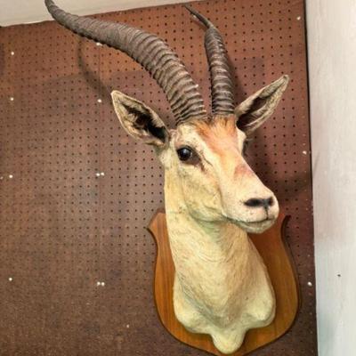 Long Horned Antelope Shoulder Mount Taxidermy #1	