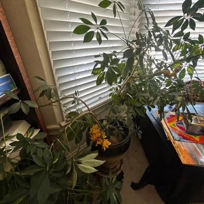 Schefflera plant 