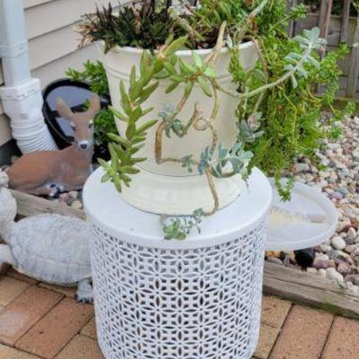 House Plants