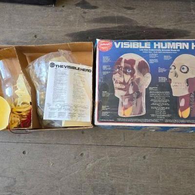#4016 • The Visible Head Life-Size Anatomically Accurate Model Kit
