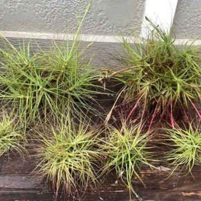 MMF143 Six Tillandsia Air Plant “Balls”