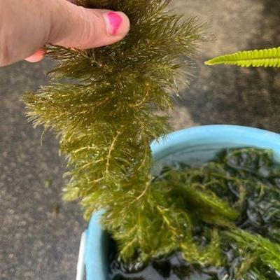 MMF154 Aquarium Pond Plants 