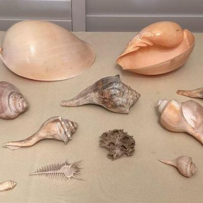 MMF048 Large Crowned Baler Melon Seashells & More!