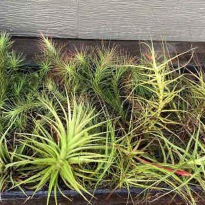 MMF142 Various Tillandsia Air Plants 