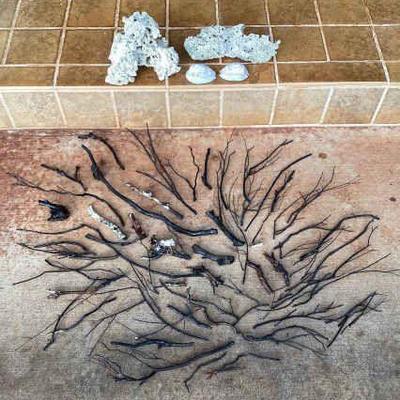 MMF145 Black Coral Branches, White Coral & Cowrie Shells