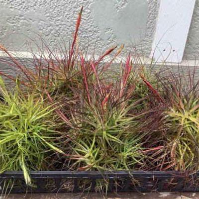 MMF141 Five Tillandsia Air Plant “Balls”