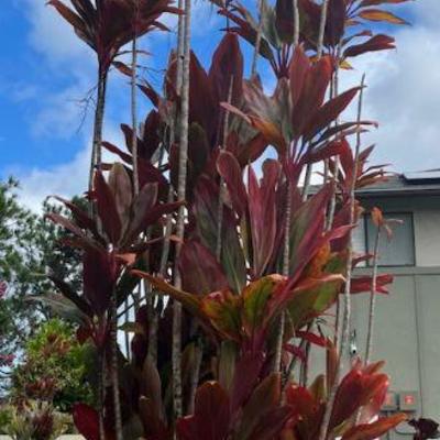 MMF152 Red Ti Leaf Plant Cuttings