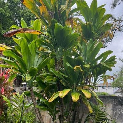 MMF151 Green Ti Leaf Plant Cuttings