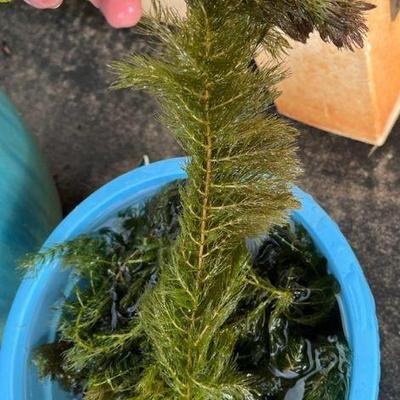 MMF153 Aquarium Pond Plants