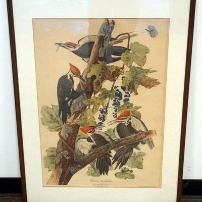 1161	AUDUBON PRINT *PILEATEL WOODPECKER* APPROXIMATELY 28 IN X 38 IN OVERALL
