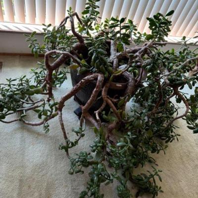 Massive Vibrant Green Jade Plant in Large Ceramic Pot	