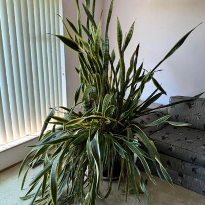 Massive Towering Snake Plant in Huge Ceramic Pot	