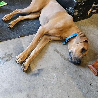 Look at this tired puppy after working all day!