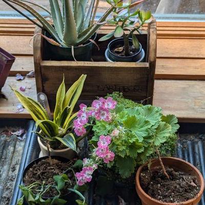 Indoor Plant Collection - Aloe Vera, Jade, Snake Plant & More