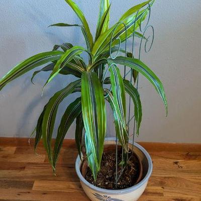Potted Houseplant in Decorative Planter