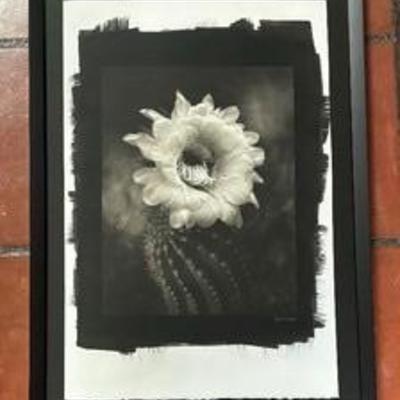 Cactus Flower Artist’s Print by Cy DeCosse 

Measuring 18.5 x 26 inches. 