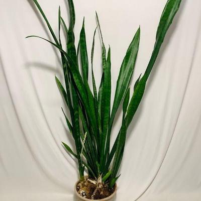 DEJE608 Extra Tall Indoor Snake Plant	This vibrant snake plant is 49 inches untouched, has multiple starter bundles perfect for a larger...