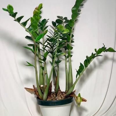 DEJE609 Large 32.5” Indoor ZZ Plant	This 32.5" Zamioculcas Zamiifolia is in good health, may need repotting due to propagation. 
