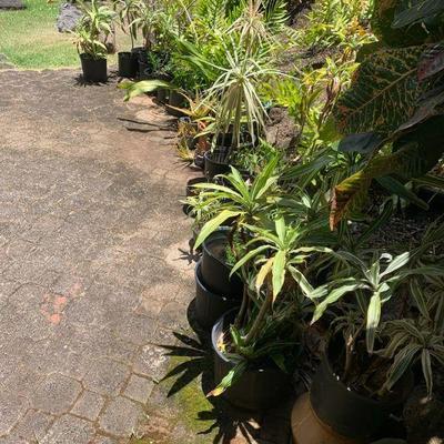 MMM249 Mystery Lot of Plants and Pots