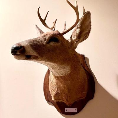 Taxidermy Deer head