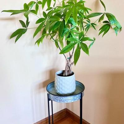 Plant and Table